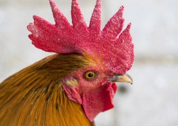 公鸡的鸡冠图片