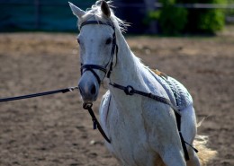 一匹俊美的白马图片