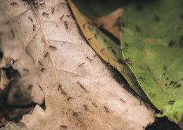 勤劳的蚂蚁图片