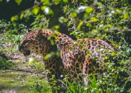 凶猛的金钱豹图片