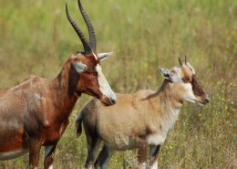 野生的羚羊图片