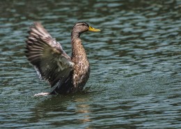 灰色的鸭子图片
