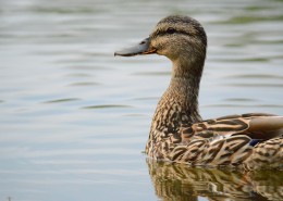 水里的鸭子图片
