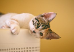 乖巧的猫咪图片大全
