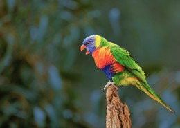 拥有鲜艳羽毛的鹦鹉图片