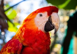 猩红金刚鹦鹉图片
