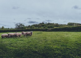 草原上的绵羊图片