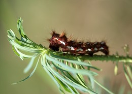 植物上的毛毛虫图片