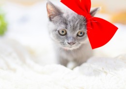 可爱灰色小猫图片