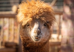 丑萌可爱的羊驼图片