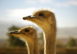 草原上的鸵鸟图片
