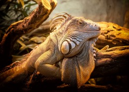 野生蜥蜴高清特写图片