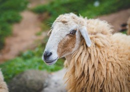 毛茸茸的绵羊图片大全