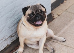 顽皮可爱的巴哥犬图片大全