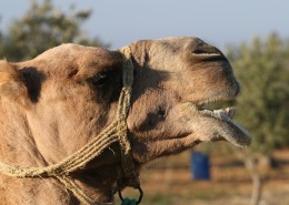 骆驼头部图片