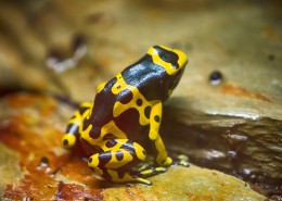 色彩鲜艳的青蛙图片