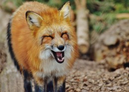 狡黠的狐狸图片