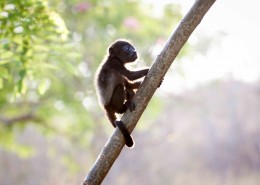 可爱的黑色猴子图片大全