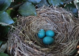 鸟巢中的鸟蛋图片