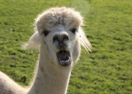 呆萌的羊驼图片