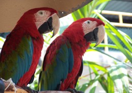 两只鹦鹉高清图片