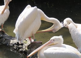 洁白的鹈鹕图片