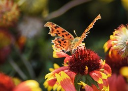 漂亮的斑点蝴蝶图片