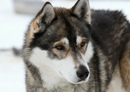 呆萌的哈士奇图片