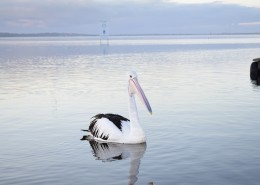 体型粗大的鹈鹕图片