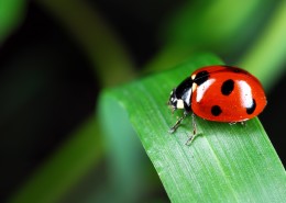 绿叶上的瓢虫图片