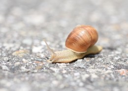 缓慢爬行的蜗牛图片大全