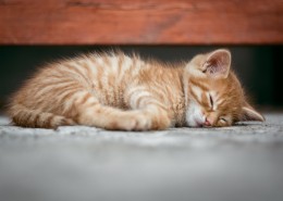 睡懒觉的小猫图片大全