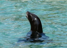 水中的海狮图片