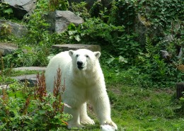 强壮的北极熊图片大全