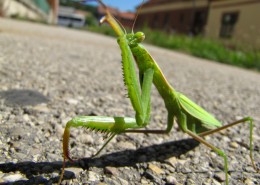 绿色霸道的螳螂图片