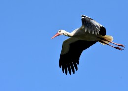 飞翔的拨浪鼓鹳图片大全