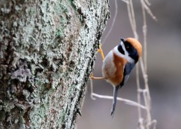 红头长尾山雀图片