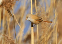 芦苇枝上的文须雀图片大全