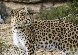 漂亮威武的金钱豹图片