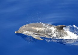 活泼可爱的海豚图片