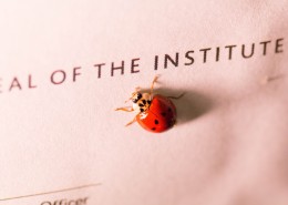 一只七星瓢虫图片