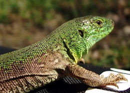 敏捷的蜥蜴图片大全