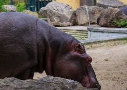 健壮的河马图片