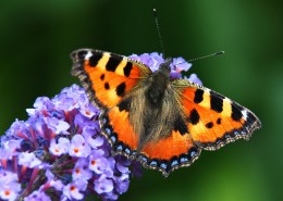 漂亮的花蝴蝶图片