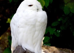 萌萌的雪鸮图片