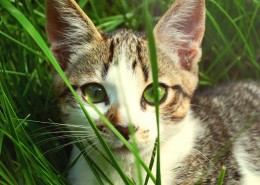 睁大双眼的小猫图片