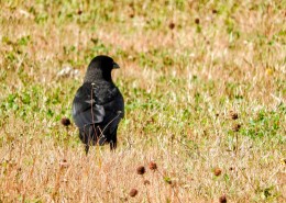 漆黑的乌鸦图片大全