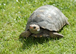 爬行的乌龟图片