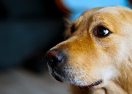 温顺的金毛犬图片大全