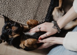 黑色的小狗图片